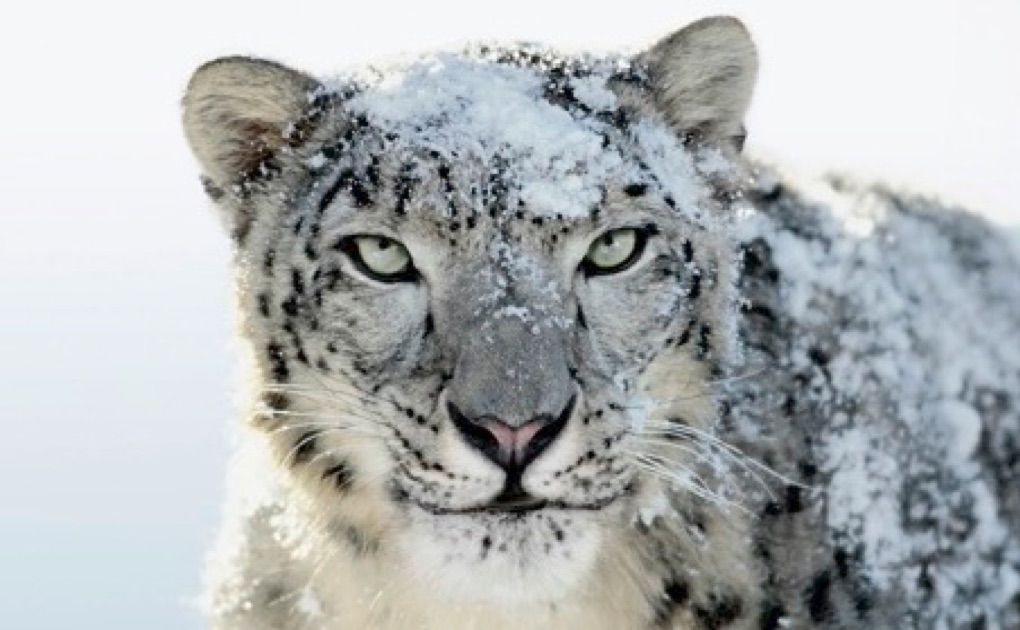 steam for mac os x snow leopard